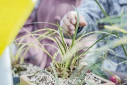 Nhìn như chậu hành héo mà giá hơn 2 tỷ đồng/cây