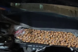 Bạn trẻ - Cuộc sống - Nghe tiếng động lạ, người đàn ông cúi xuống gầm xe thấy cảnh tượng "nổi da gà"