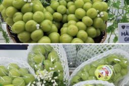 Cách phân biệt nho sữa Hàn Quốc nhập khẩu chính ngạch với nho sữa không rõ nguồn gốc, xuất xứ