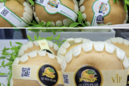 Chỉ một thao tác để phân biệt lê Hàn Quốc nhập khẩu chính ngạch và lê không rõ nguồn gốc