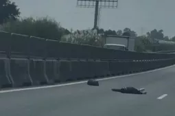 Phát hiện người nước ngoài tử vong bất thường trên cao tốc Trung Lương - Mỹ Thuận