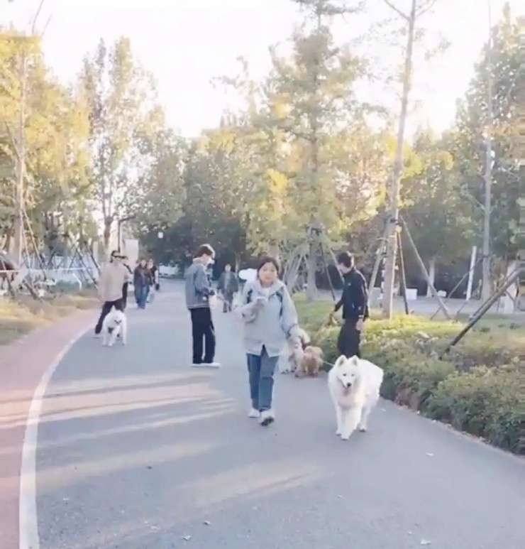 Khu du lịch gây tranh cãi khi bắt chó trả tiền tham quan, mèo được miễn phí - 2