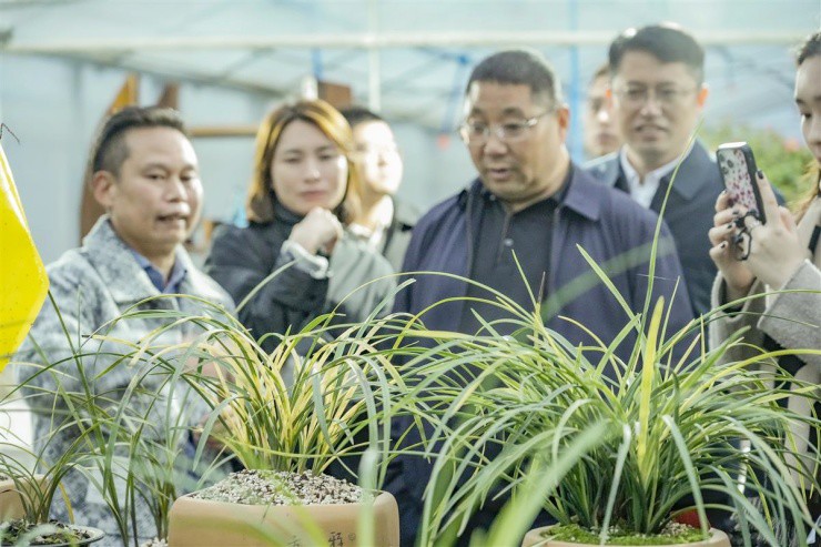 Nhìn như chậu hành héo mà giá hơn 2 tỷ đồng/cây - 4