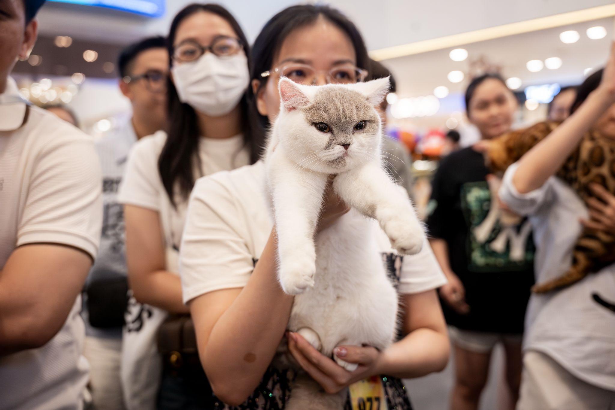  Dàn “thí sinh” của Cuộc thi WCF International Jubilee cat show 2025.