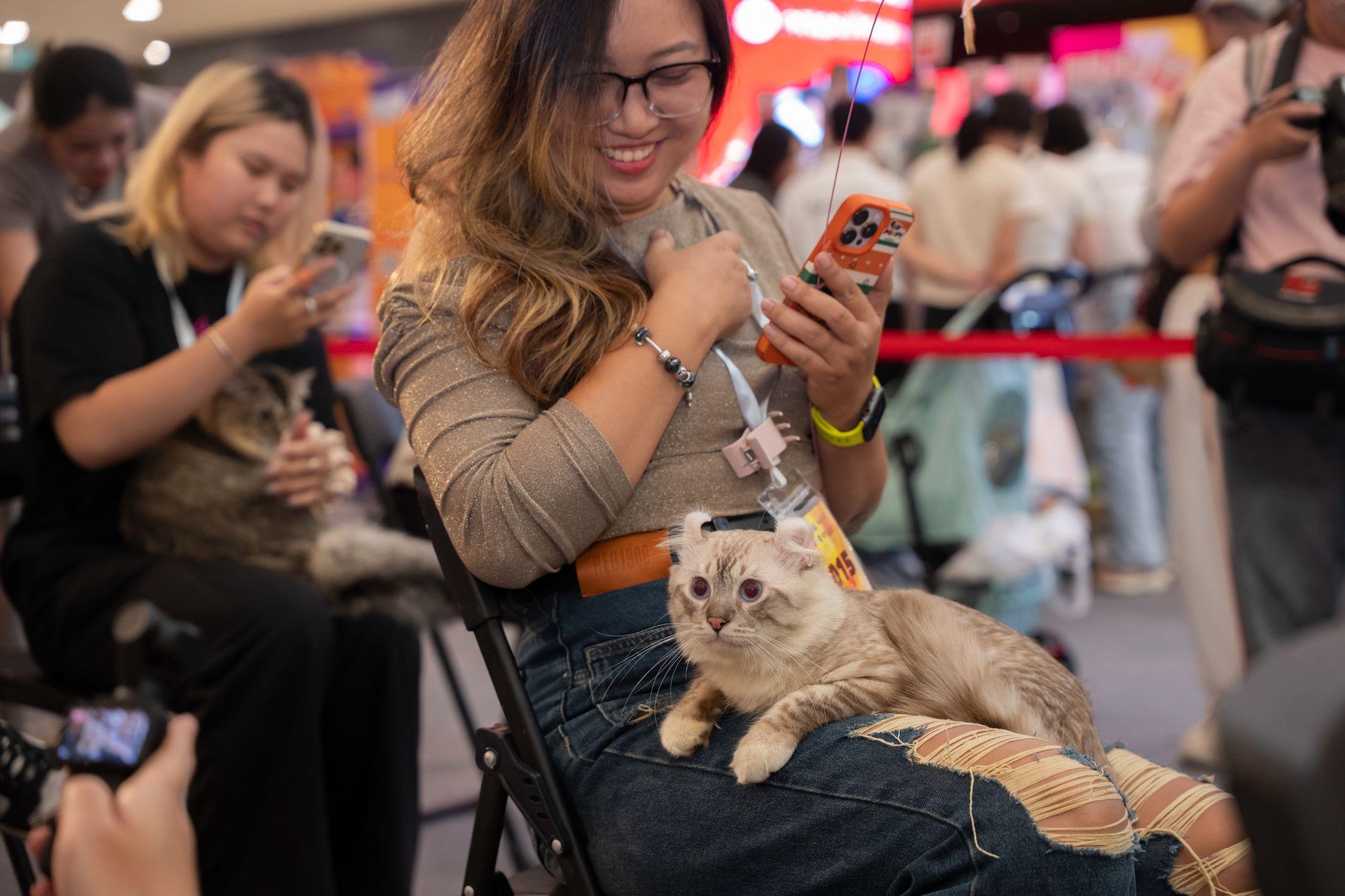 Sức hút “bạc tỷ” từ nuôi mèo quý tộc và cuộc đua đầu tư của các thương hiệu lớn - 1