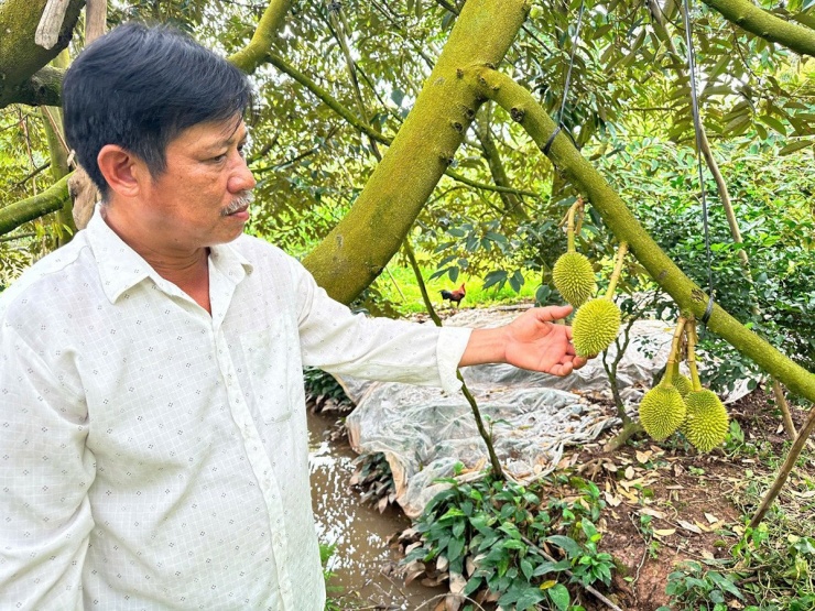 Anh Hiệp có niềm đam mê với cây sầu riêng. Anh thành công nhờ làm sầu riêng ra trái nghịch vụ. Ảnh: E.X