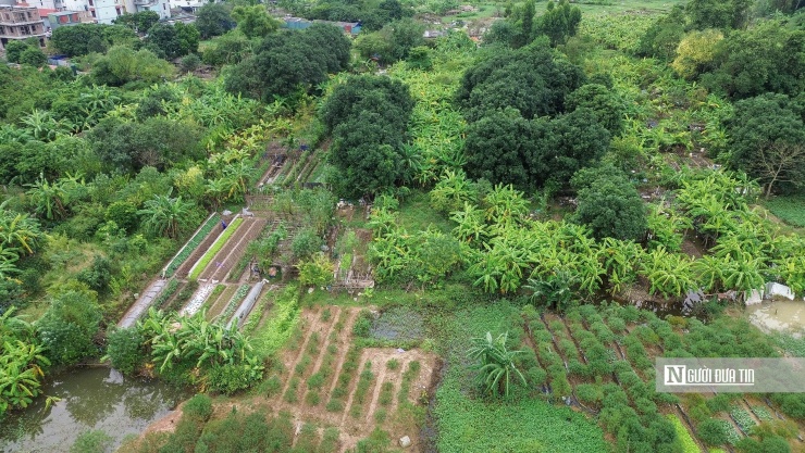 Phần lớn diện tích đất trống chưa xây dựng đã được người dân địa phương tự ý vào khai hoang, biến đất dự án thành nơi trồng rau, thả gà.