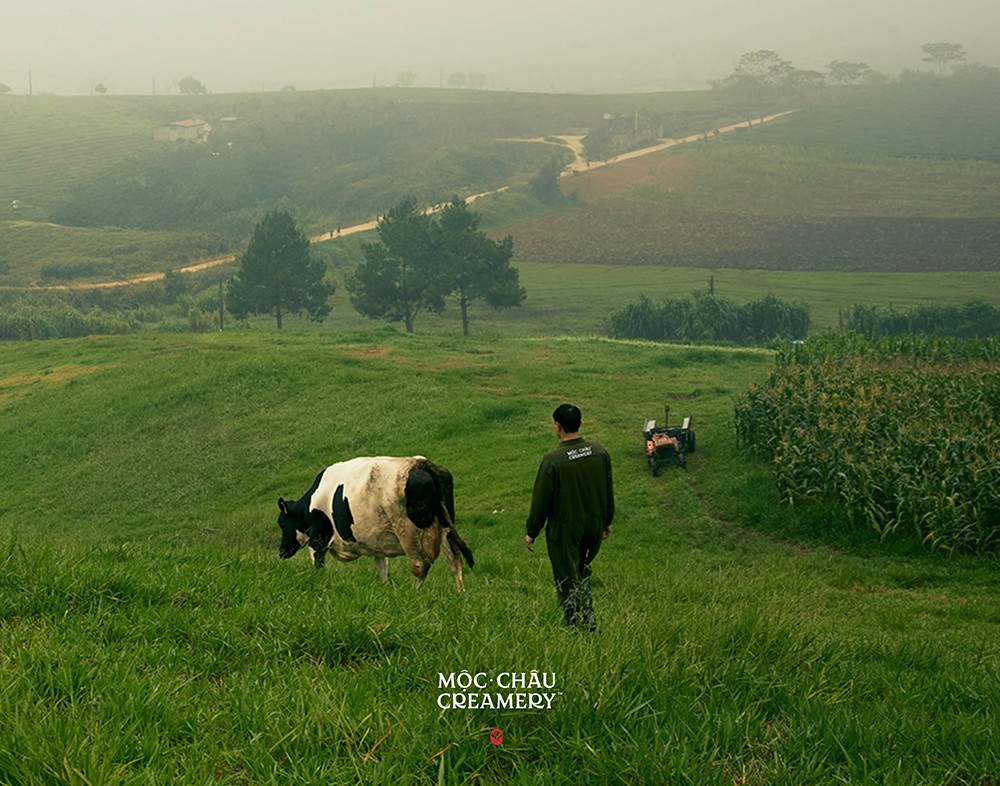 Người nông dân Mộc Châu trong buổi sớm mai, thong dong cùng đàn bò giữa thảo nguyên xanh.