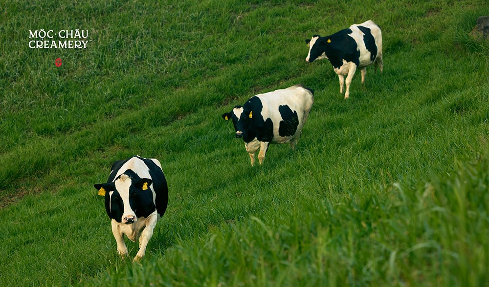 Diện mạo mới – Khởi tạo một chương mới của thương hiệu sữa gần 7 thập kỷ - 5