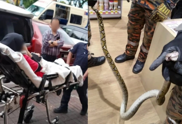 Con trăn dài 2 mét bị bắt.