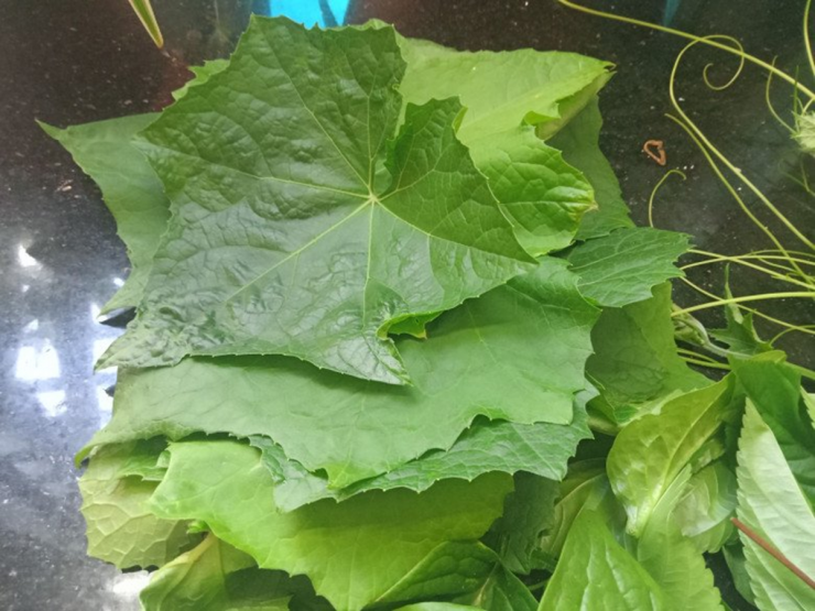 Không chỉ quả, hoa thì lá mướp ăn đều có công dụng tuyệt vời đối với sức khỏe. Ảnh minh họa.