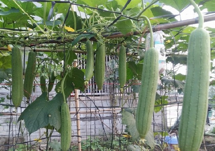 Mướp là một loại quả đem lại nhiều lợi ích tuyệt vời cho sức khỏe. Ngoài quả mướp ra, một số bộ phận khác trên cây mướp như lá mướp cũng có tác dụng chữa bệnh.