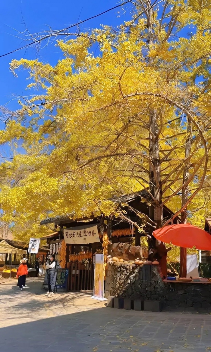 Đằng Xung mùa lá bạch quả vàng, đẹp như chốn bồng lai - 3