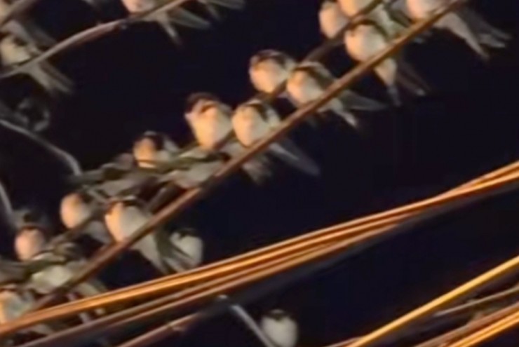 Ngành chức năng nói gì hiện tượng hàng ngàn con chim én đậu chằng chịt trên dây điện ở Cần Thơ?