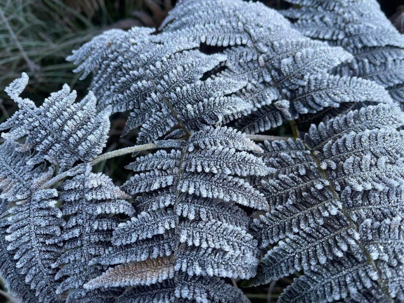 Băng giá xuất hiện vào sáng 26/11 tại xã Y Tý. Ảnh: NDCC.