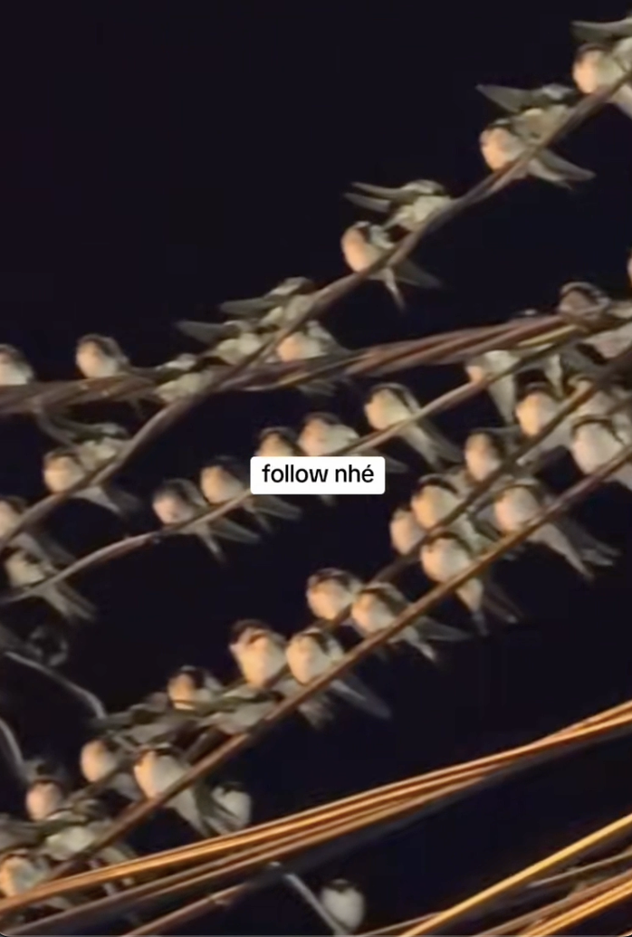 Chim én đậu san sát nhau trên dây điện