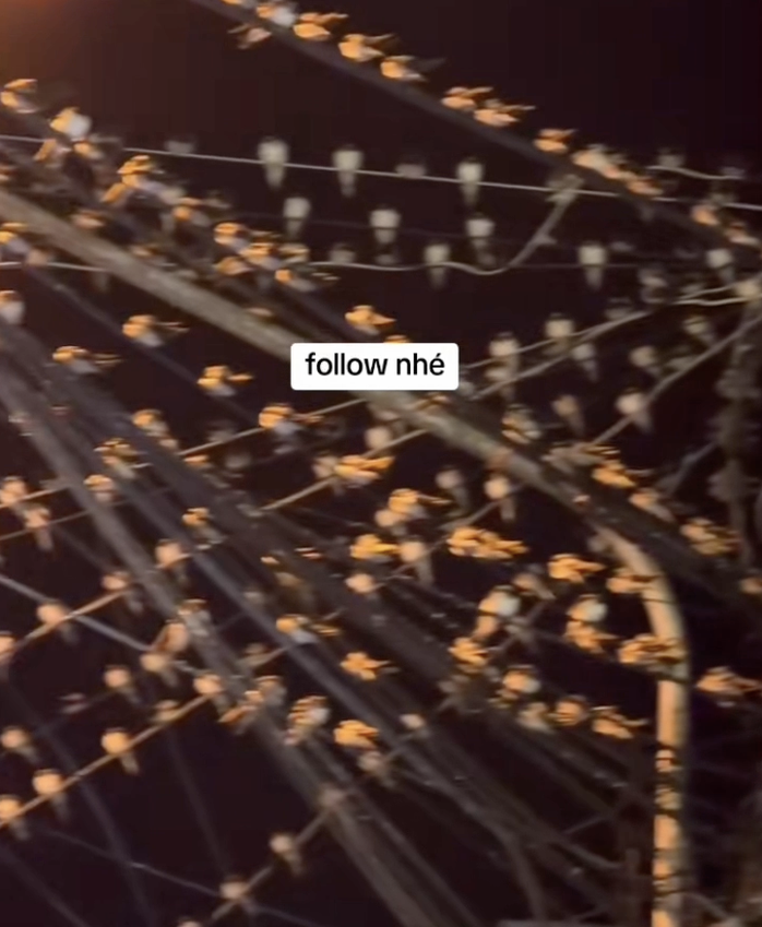 Ngành chức năng nói gì hiện tượng hàng ngàn con chim én đậu chằng chịt trên dây điện ở Cần Thơ? - 1