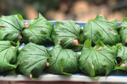 Ẩm thực - Đừng chỉ ăn quả, lá loại cây này quý như "nhân sâm người nghèo", ở quê mọc đầy bờ rào