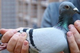 Choáng với bồ câu 35 tỷ: Đắt đỏ đến mức phải thuê vệ sĩ riêng bảo vệ