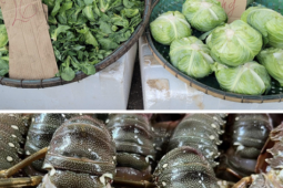 Sau mưa bão, tôm hùm Phú Yên tìm nơi giải cứu từ 180.000 đồng/kg, người dân ở Hà Nội 'đo đếm' từng cọng hành vì rau xanh đắt đỏ