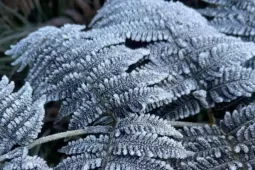 Xã Y Tý xuất hiện băng giá đầu mùa, nhiệt độ xuống 3 độ C