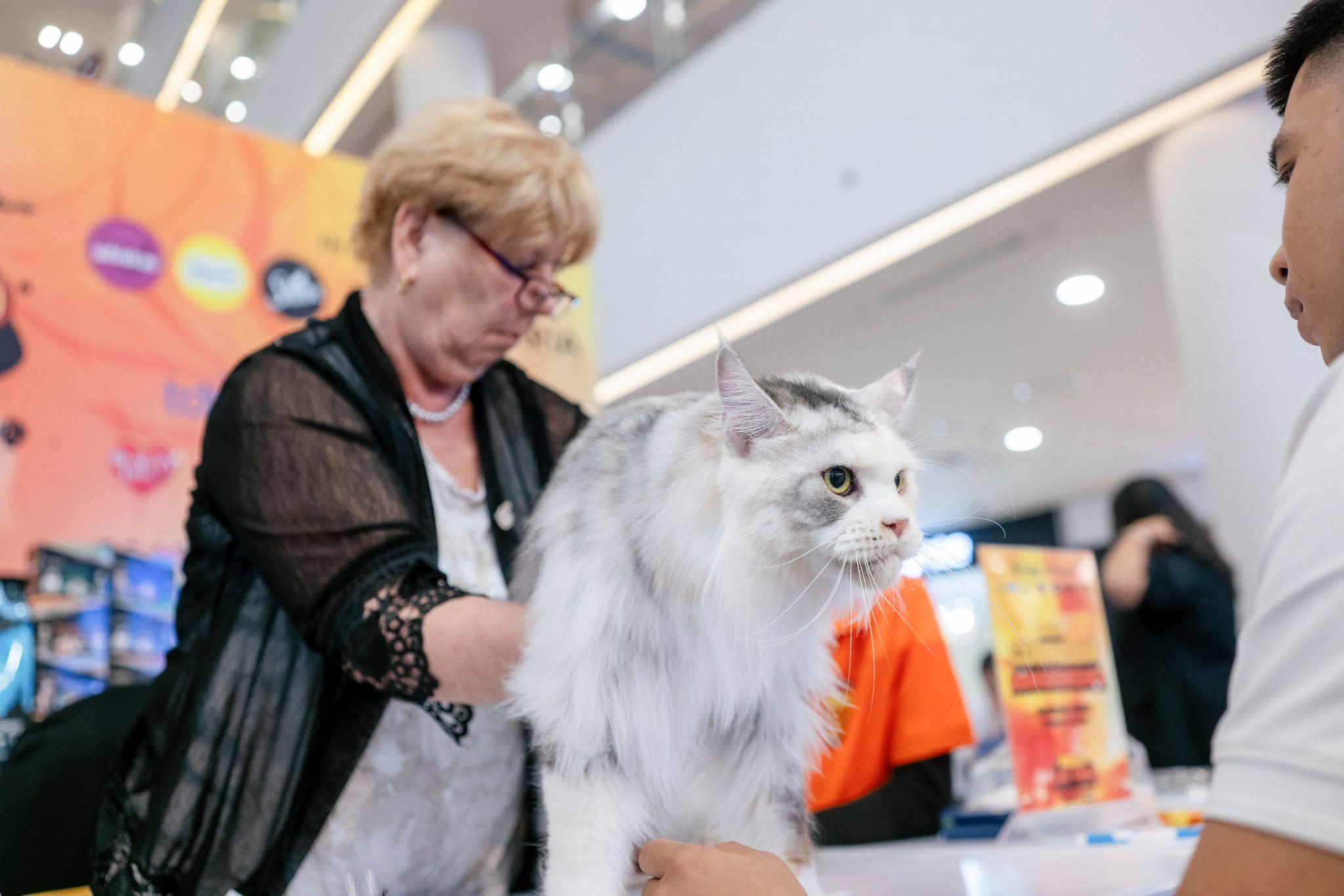 Liên Chi hội Mèo Việt Nam: Tổ chức tiên phong mở đường cho thị trường thú cưng đô thị - 2