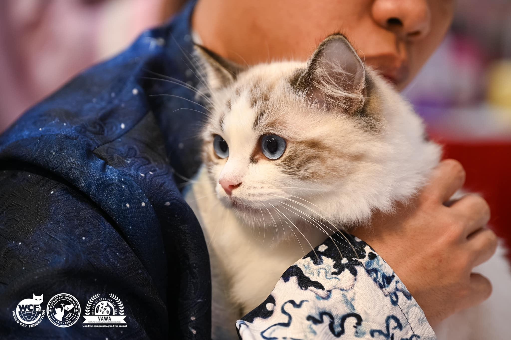 Với thành tích là đơn vị tổ chức triển lãm mèo đầu tiên tại Việt Nam và với nhiều cat show vô cùng thành công tại Hà Nội & thành phố Hồ Chí Minh cũng như đồng tổ chức, vận hành tại các quốc gia khác tại Đông Nam Á, VCA vẫn đang tiếp tục trên con đường tạo ra nhiều sân chơi bổ ích cho các bạn yêu mèo, các nhà nhân giống tại Việt Nam và các quốc gia khu vực Đông Nam Á với tiêu chuẩn quốc tế.