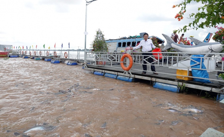 Ông Trương Minh Hải cho đàn cá tự nhiên ăn tại khu vực được bảo vệ. Ảnh: T.X
