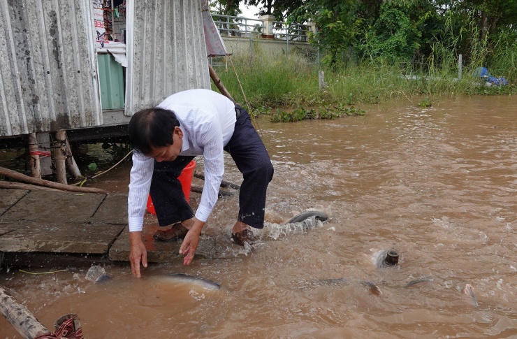 Đàn cá hàng nghìn con rất dạn dĩ, mọi người có thể sờ đầu như "thú cưng". Ảnh: T.X