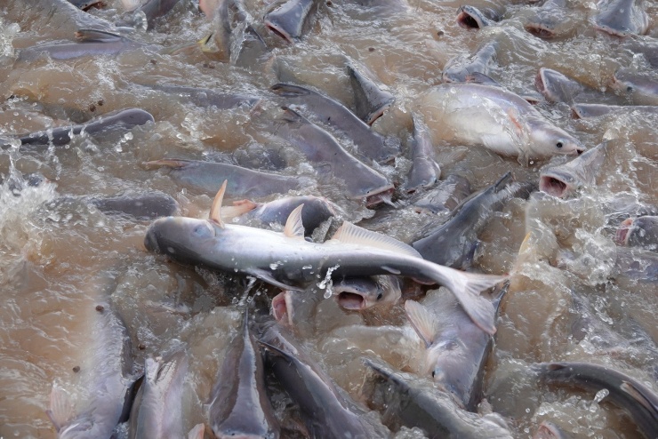 Đàn cá tra tự nhiên lên đến hàng tấn được bảo vệ nghiêm ngặt. Ảnh: T.X