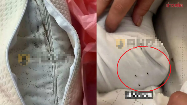 Mua gối ngủ trên mạng, người phụ nữ kinh hoàng khi phát hiện hàng trăm con côn trùng bên trong.