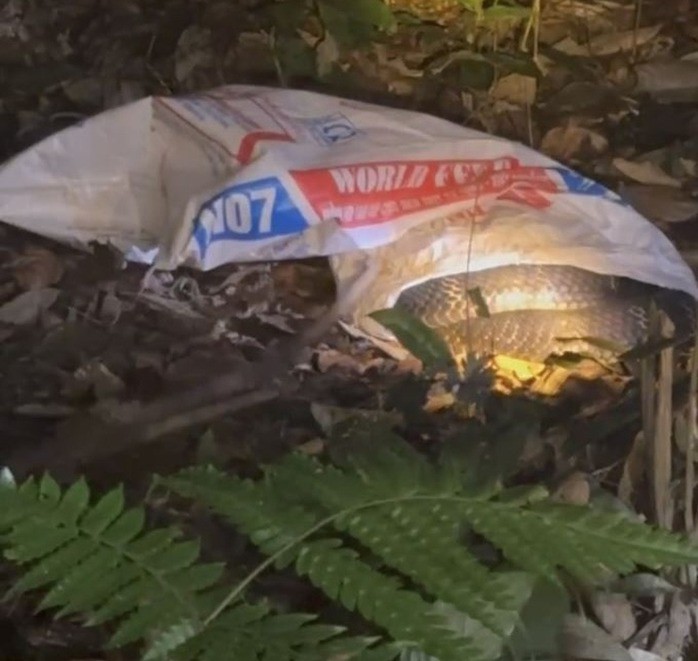 Rắn hổ mang chúa nặng 7 kg bất ngờ xuất hiện trong vườn nhà dân