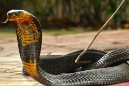 Rắn hổ mang chúa nặng 7 kg bất ngờ xuất hiện trong khu dân cư