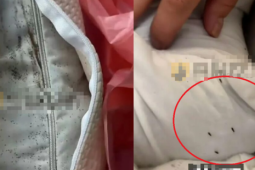 Bỏ 900.000 đồng mua gối, cô gái sốc nặng khi mở ra thấy thứ “rùng mình” bên trong