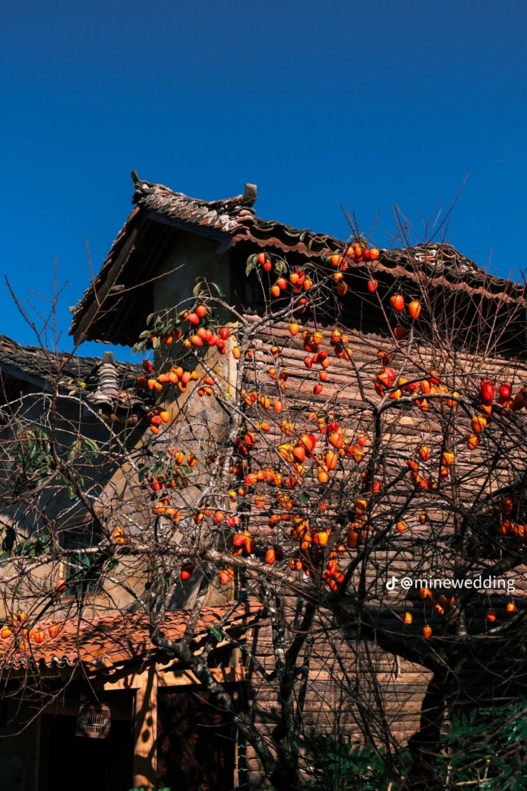 Cây hồng 'khổ nhất Việt Nam' hút khách check in làng Lô Lô Chải - 3