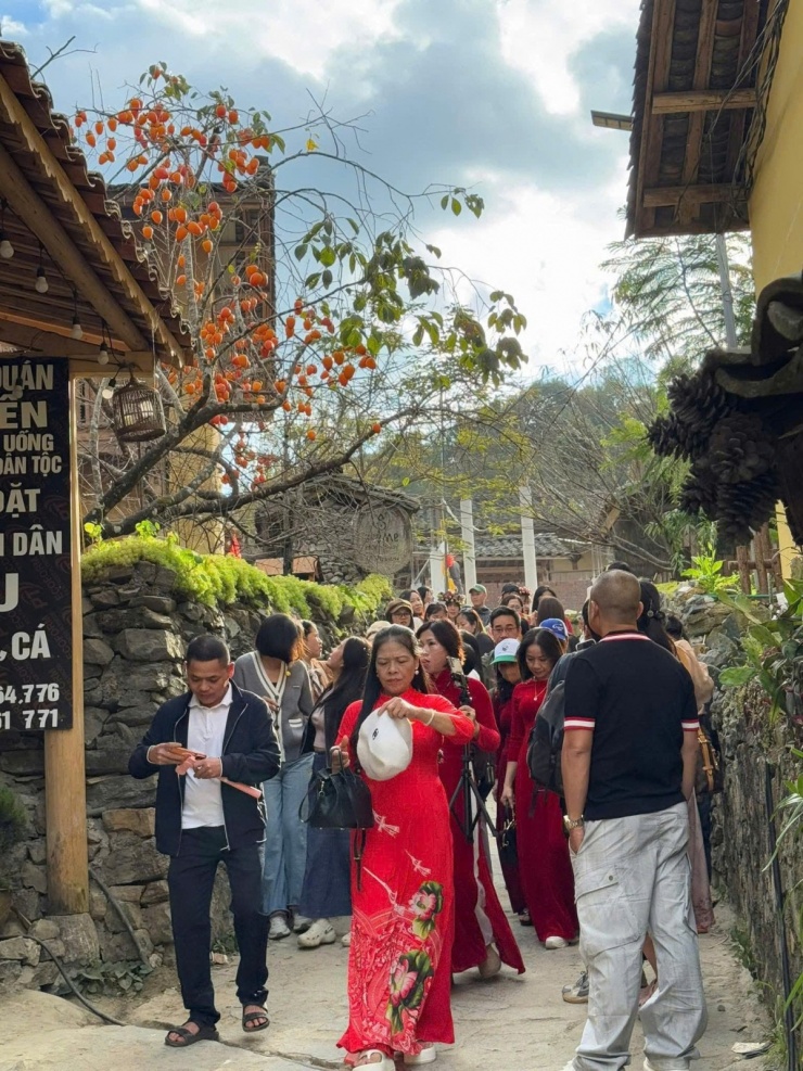 Cây hồng 'khổ nhất Việt Nam' hút khách check in làng Lô Lô Chải - 2