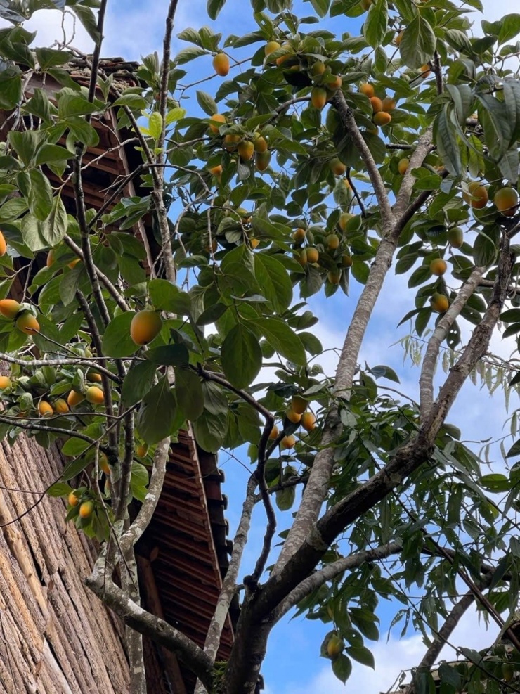 Cây hồng 'khổ nhất Việt Nam' hút khách check in làng Lô Lô Chải - 4