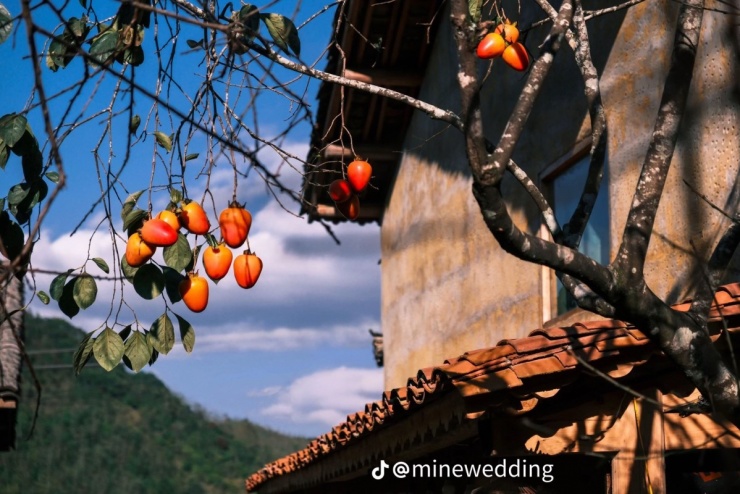 Cây hồng 'khổ nhất Việt Nam' hút khách check in làng Lô Lô Chải - 5