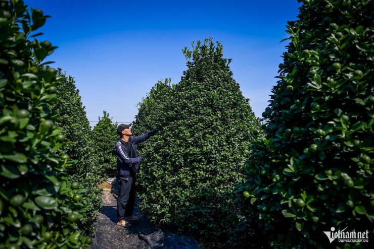 Quất cảnh Ninh Bình vào vụ Tết: Cây đẹp giá gần 40 triệu vẫn 'cháy hàng' - 2