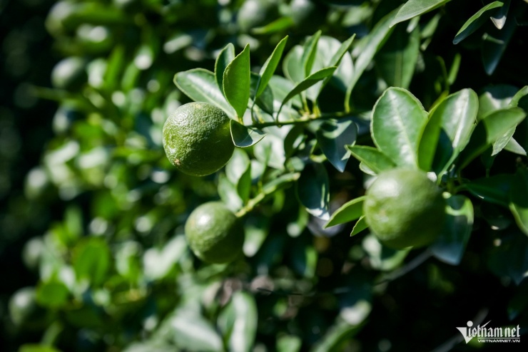 Quất cảnh Ninh Bình vào vụ Tết: Cây đẹp giá gần 40 triệu vẫn 'cháy hàng' - 3