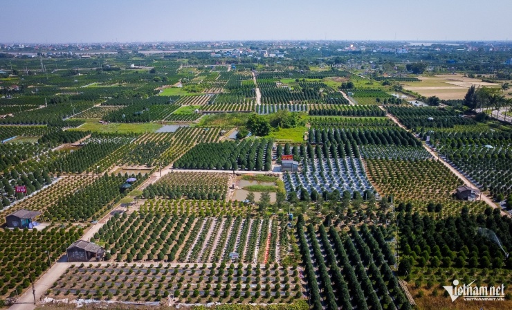 Quất cảnh Ninh Bình vào vụ Tết: Cây đẹp giá gần 40 triệu vẫn 'cháy hàng' - 1