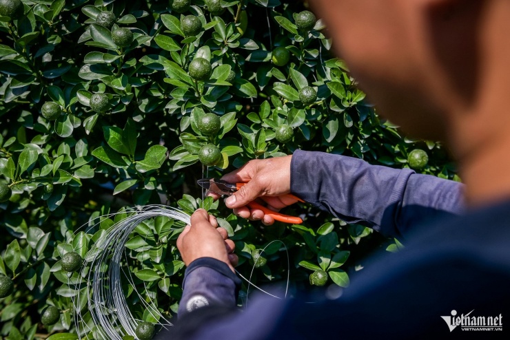 Quất cảnh Ninh Bình vào vụ Tết: Cây đẹp giá gần 40 triệu vẫn 'cháy hàng' - 4
