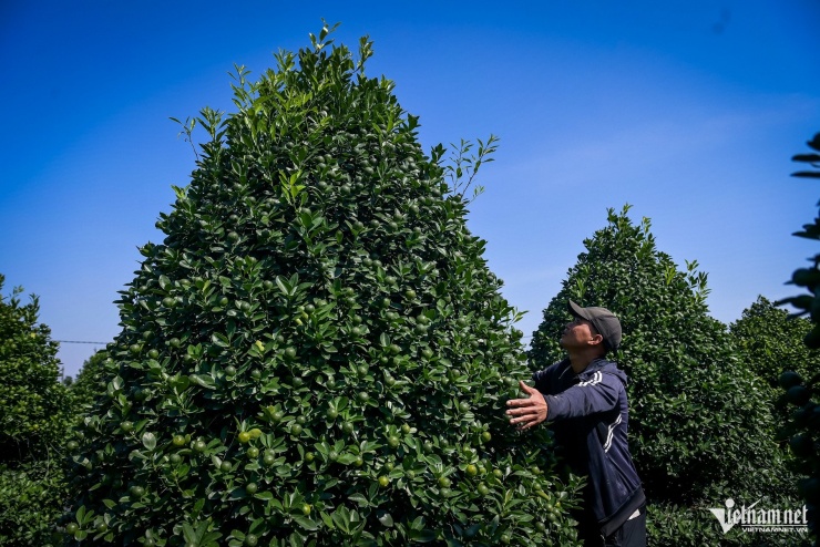 Quất cảnh Ninh Bình vào vụ Tết: Cây đẹp giá gần 40 triệu vẫn 'cháy hàng' - 5