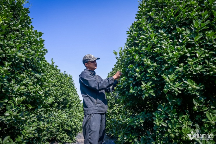 Quất cảnh Ninh Bình vào vụ Tết: Cây đẹp giá gần 40 triệu vẫn 'cháy hàng' - 7