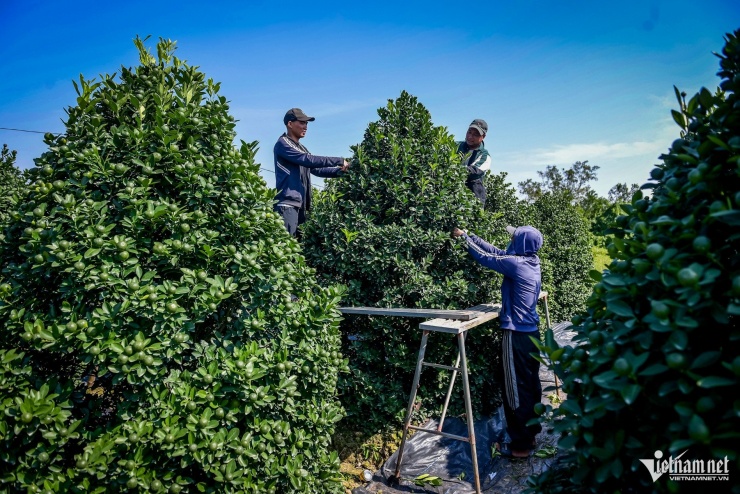 Quất cảnh Ninh Bình vào vụ Tết: Cây đẹp giá gần 40 triệu vẫn 'cháy hàng' - 6