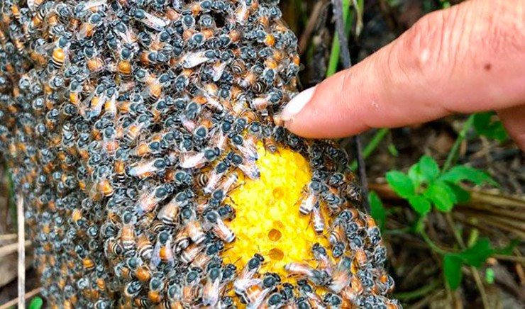 Ong dú, hay còn gọi ong rú, ong không ngòi đốt (Stingless bee), là loài ong bản địa phổ biến ở Việt Nam. 
