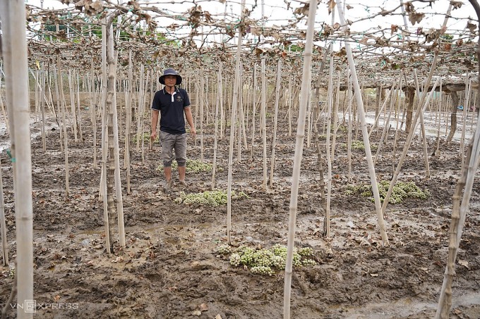 Vườn nho mẫu đơn của anh Tống Minh Hoàng ở xã Ninh Phước héo úa sau nhiều ngày ngập trong nước lũ. Ảnh: Bùi Toàn