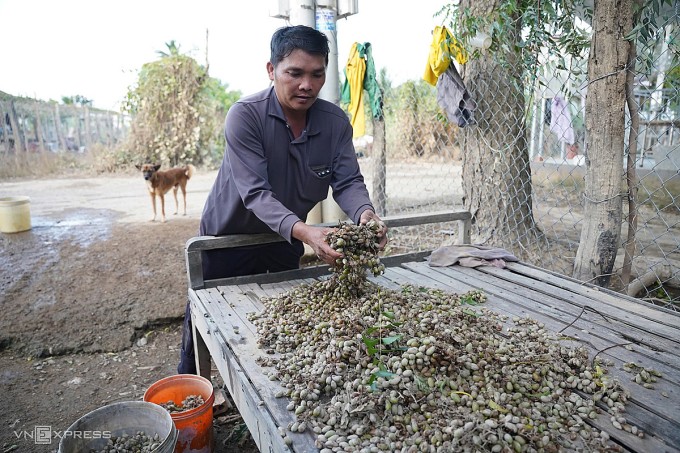 Ông Lê Văn Sang thu gom nho xanh bị hỏng tại vườn. Ảnh: Bùi Toàn