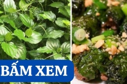 Tin tức sức khỏe - Bí ẩn loại lá được mệnh danh là ‘nhân sâm” của người nghèo bị đau khớp!