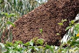 Loài đặc sản có tên 